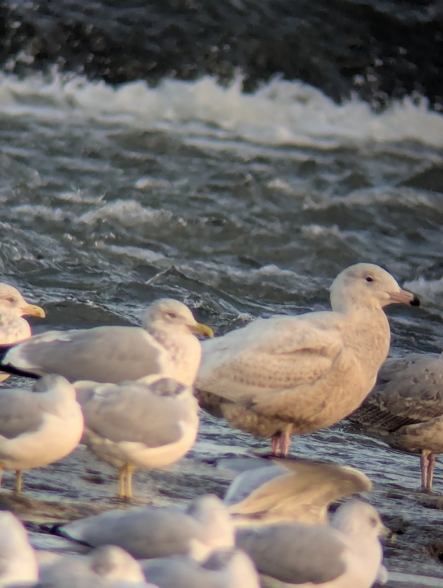 Glaucous Gull - ML647069528