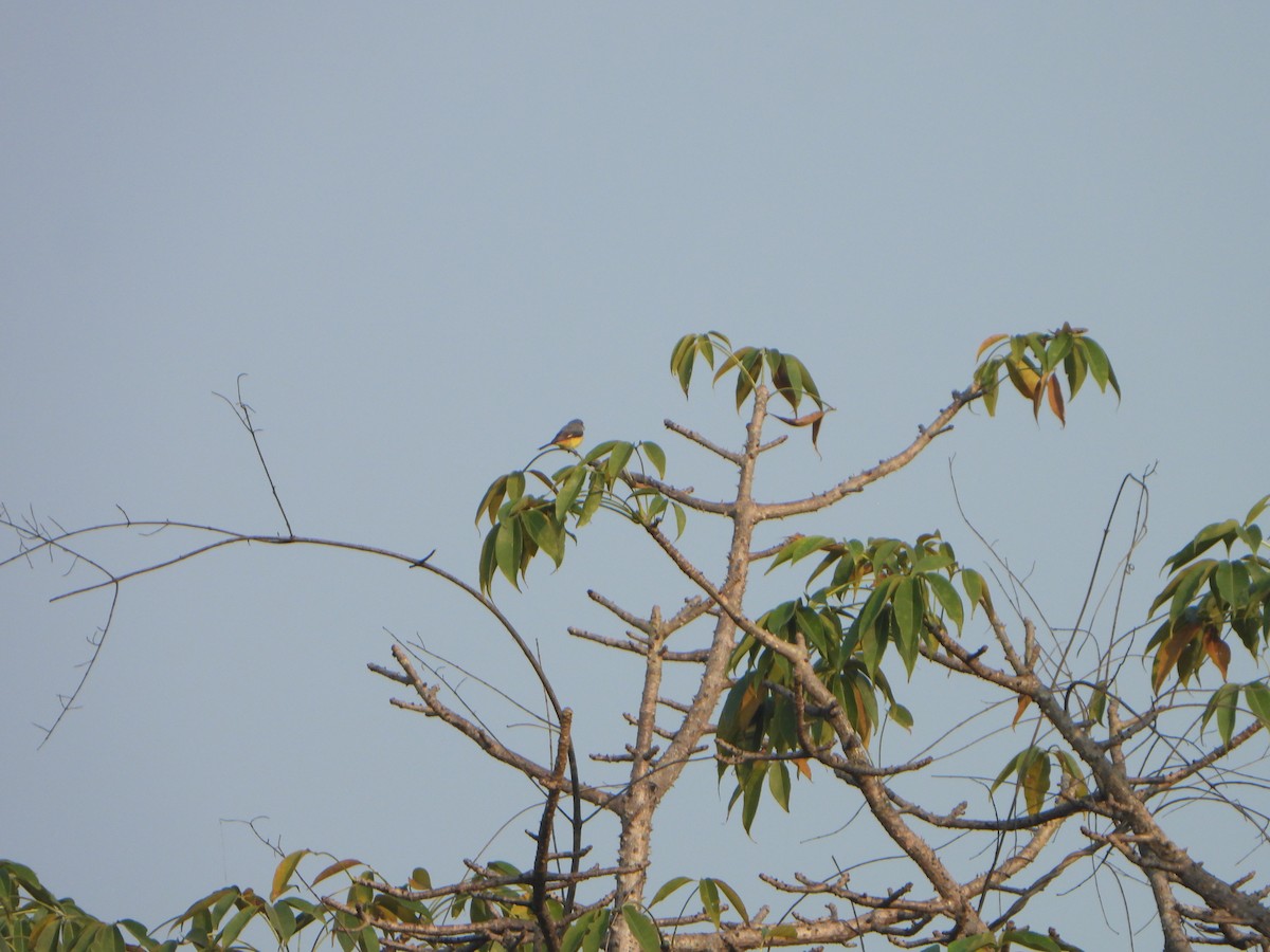 Small Minivet - ML647069529