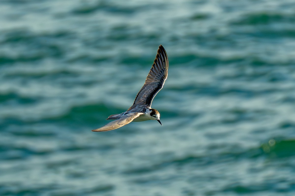 rybák bělokřídlý - ML647069530