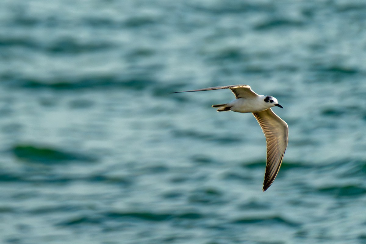 rybák bělokřídlý - ML647069531