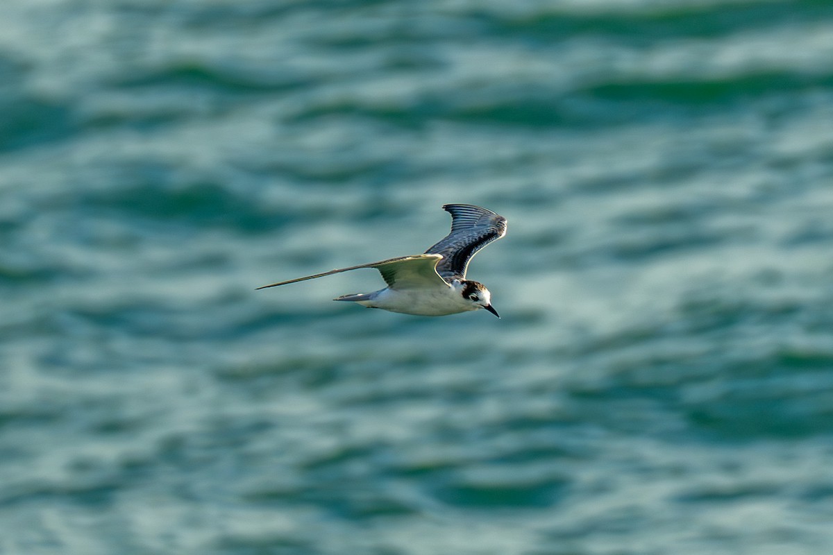 rybák bělokřídlý - ML647069533