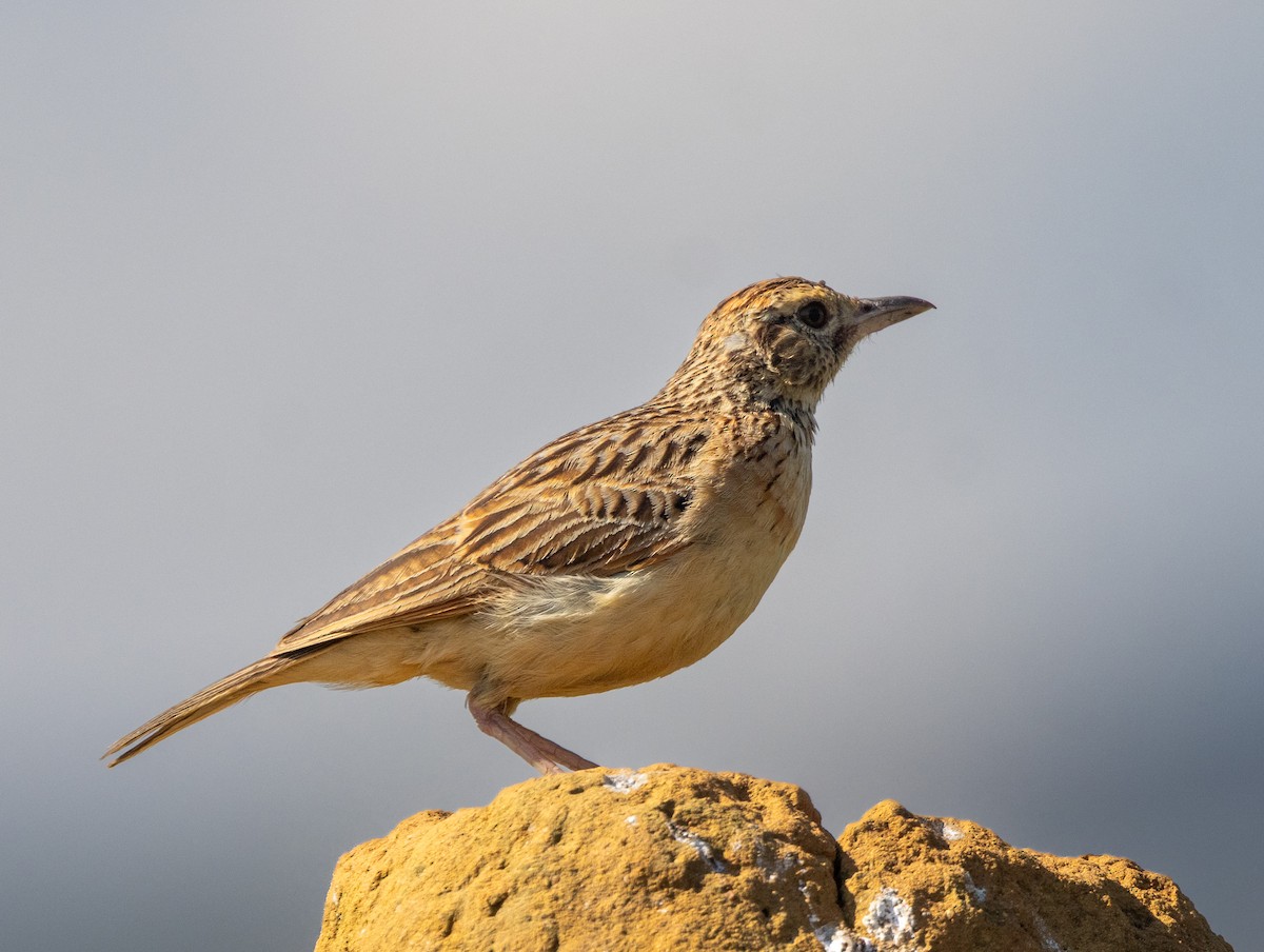 Rufous-naped Lark (Rufous-naped) - ML647069535