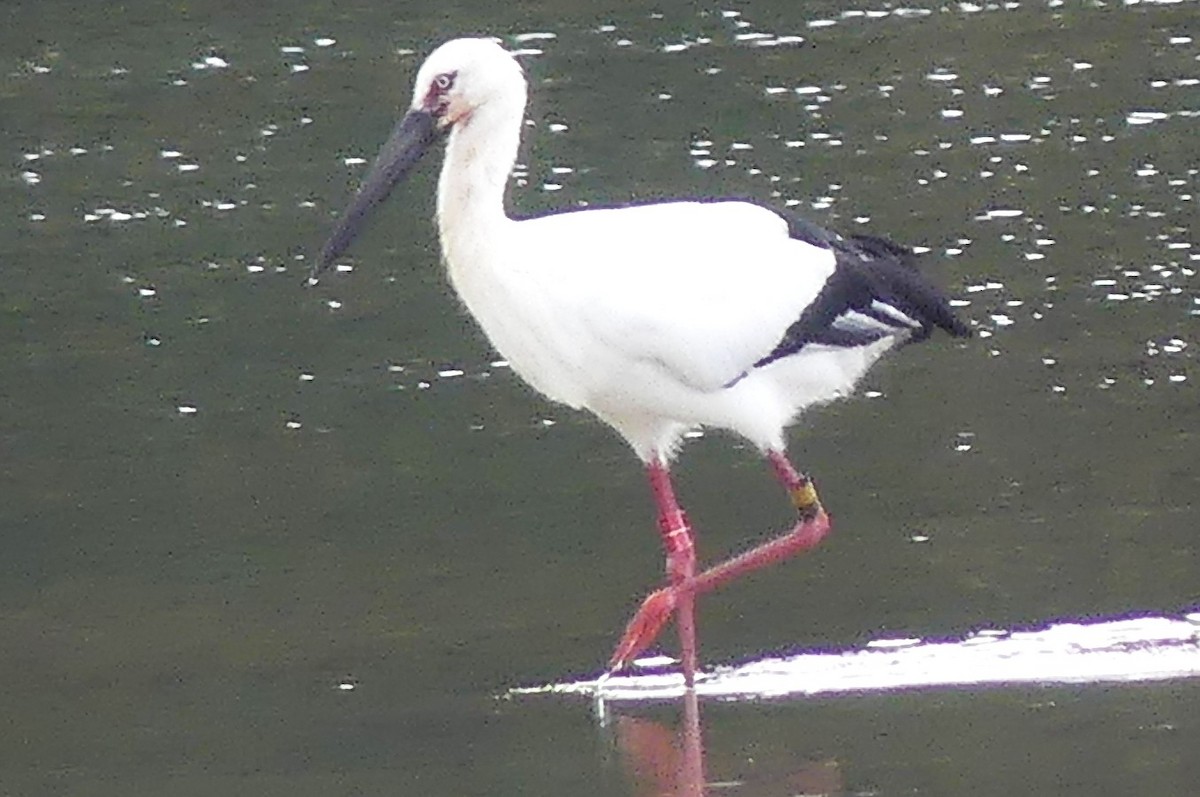 東方白鸛 - ML647069537