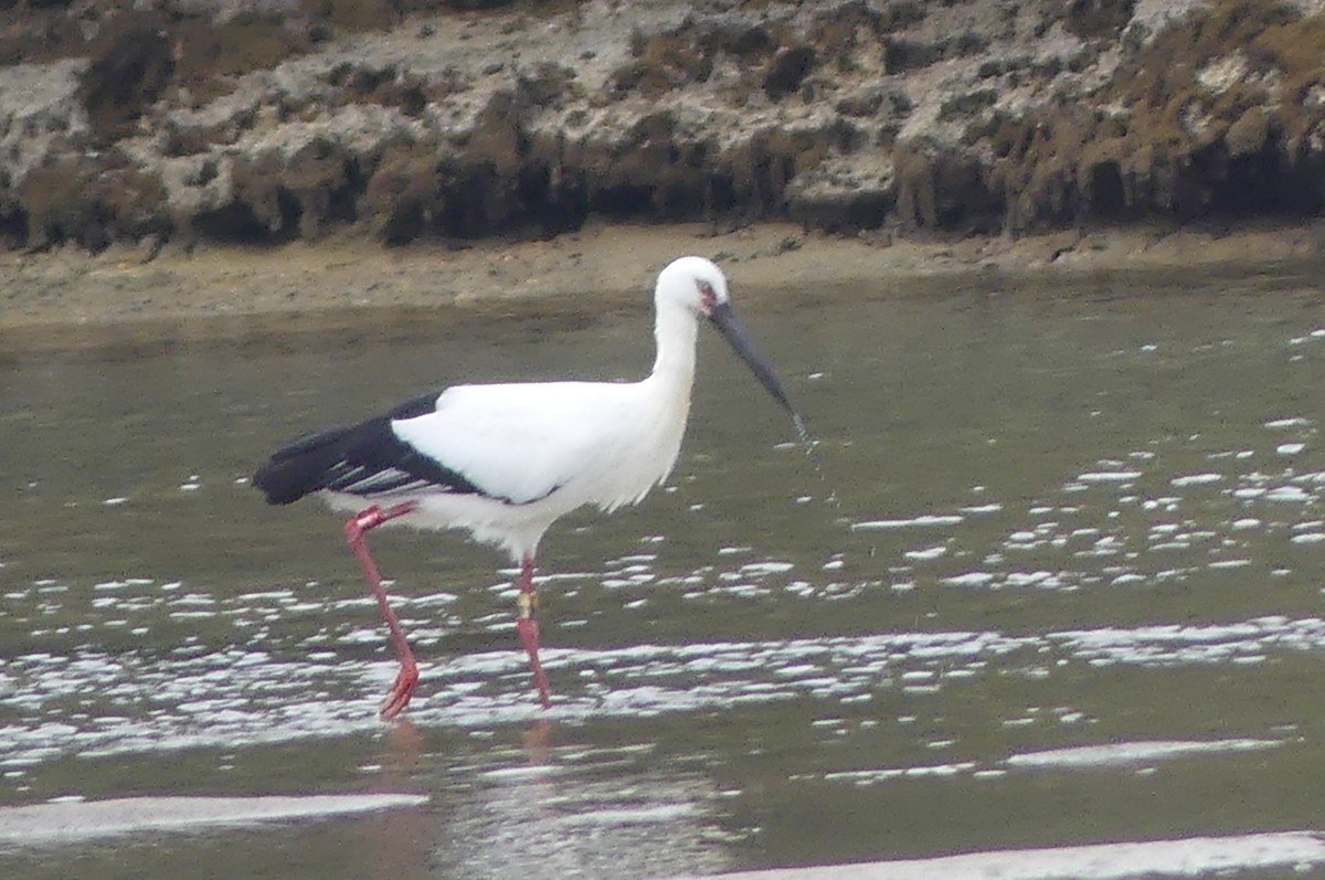 東方白鸛 - ML647069538