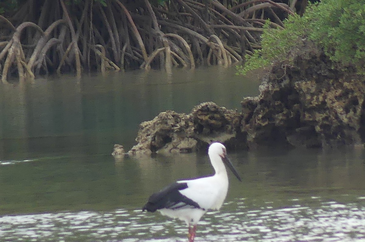 東方白鸛 - ML647069539