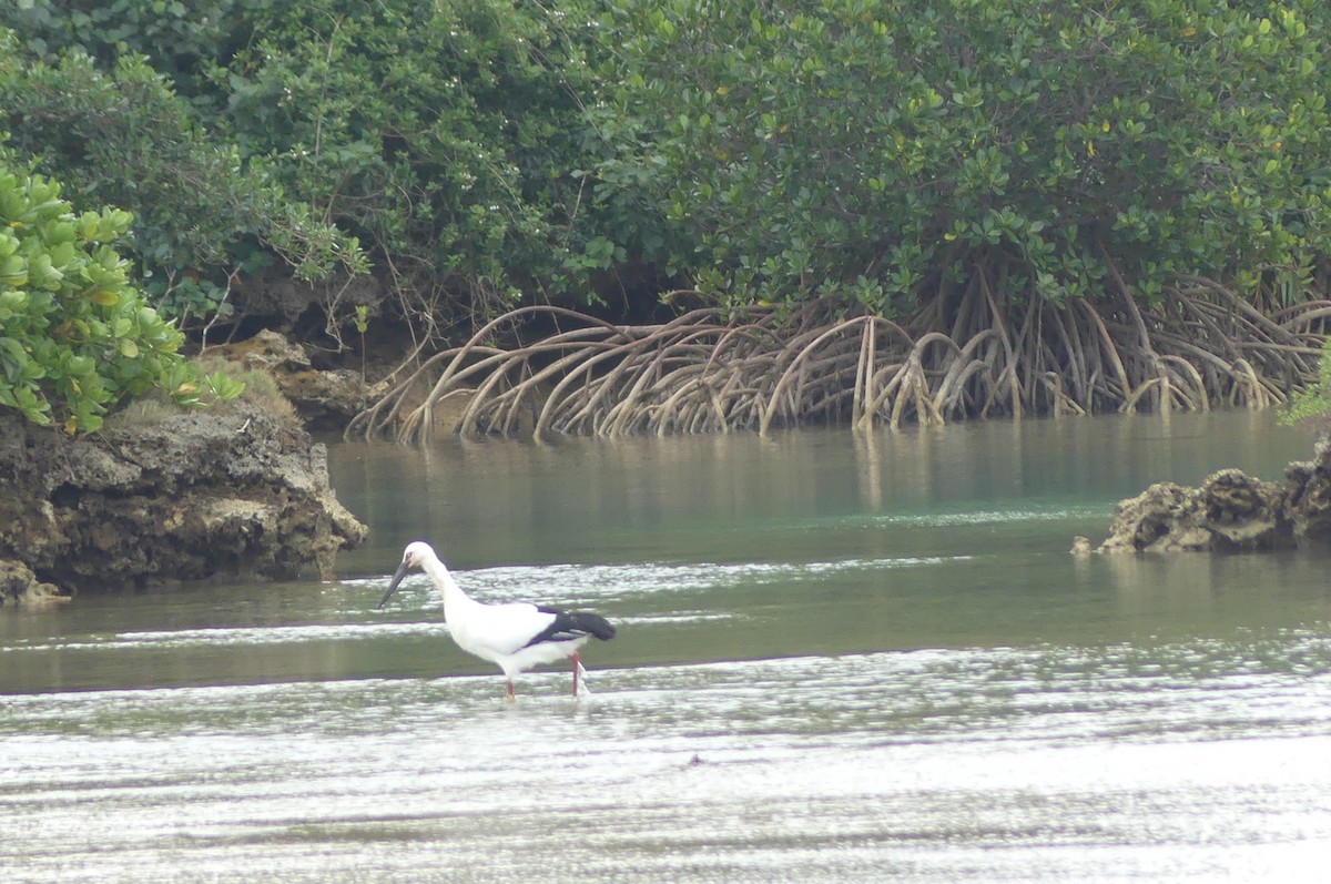 東方白鸛 - ML647069540