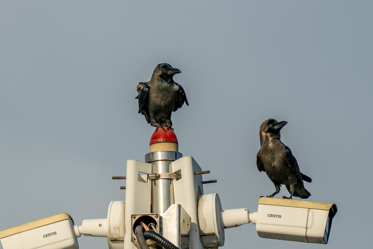 vrána domácí - ML647069541