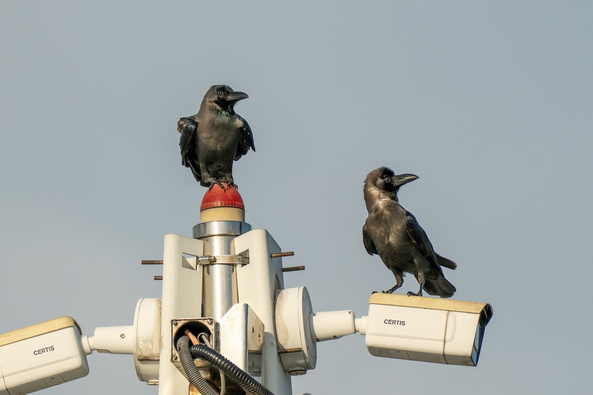 vrána domácí - ML647069542