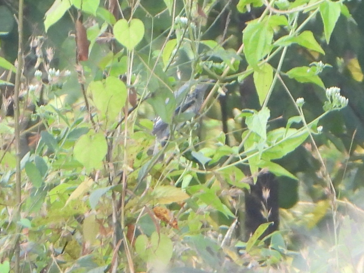 Black-headed Cuckooshrike - ML647069551