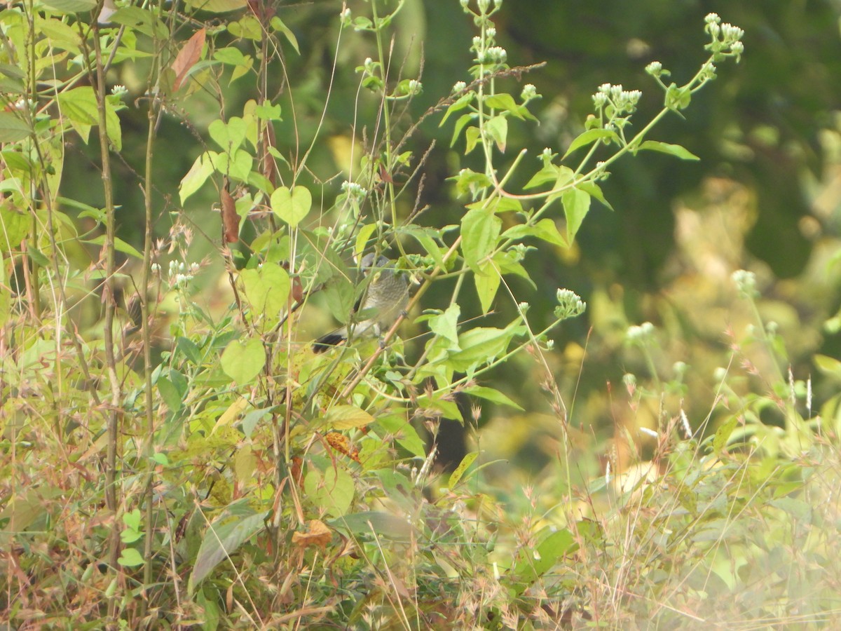Black-headed Cuckooshrike - ML647069552