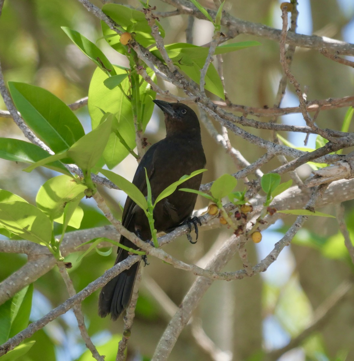 Purpurgrackel - ML647069554