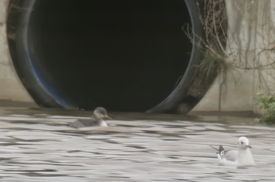 Somormujo Cuellirrojo - ML647069569