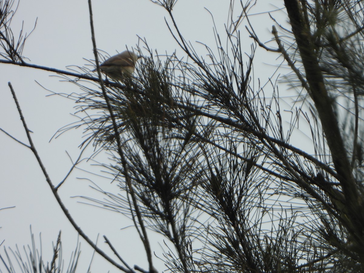 Yellow-throated Sparrow - ML647069573