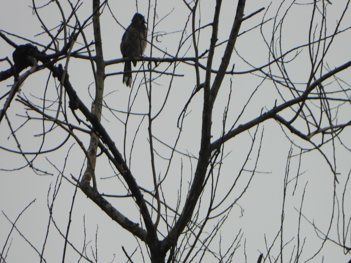 Yellow-throated Sparrow - ML647069574