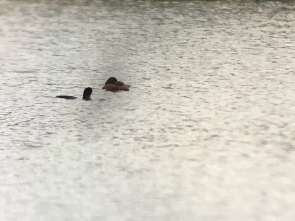 白眼潛鴨 - ML647069581