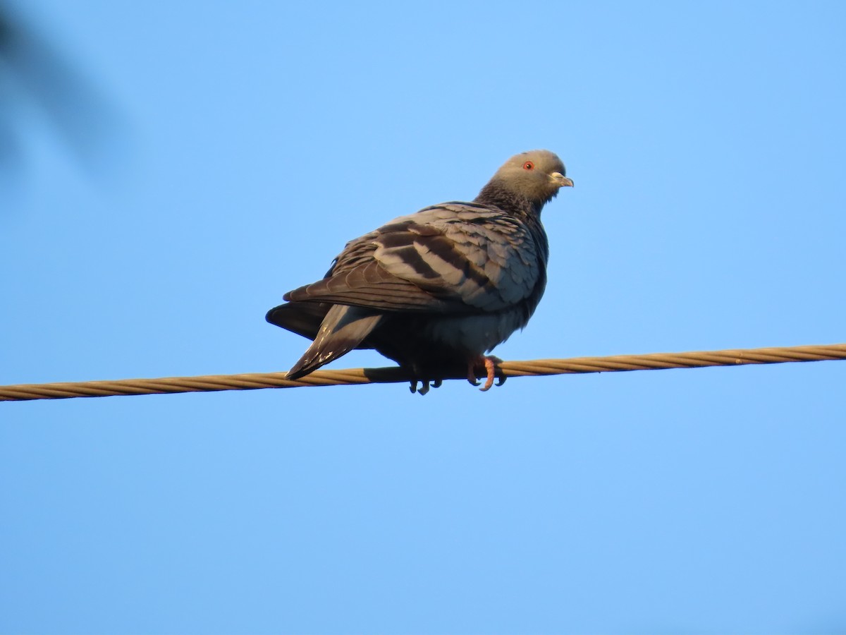 Kaya Güvercini (evcil tip) - ML647069584