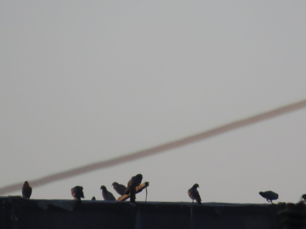 Kaya Güvercini (evcil tip) - ML647069586