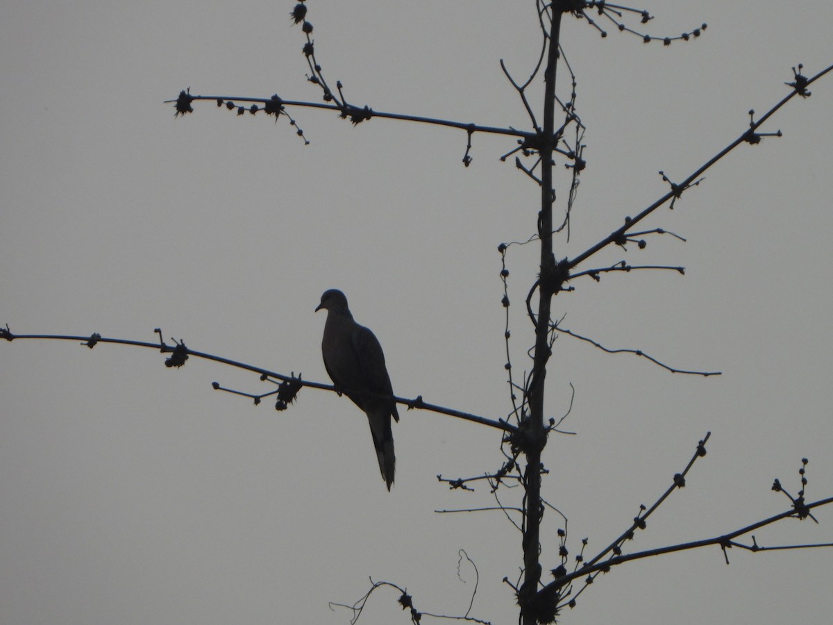 Spotted Dove - ML647069594