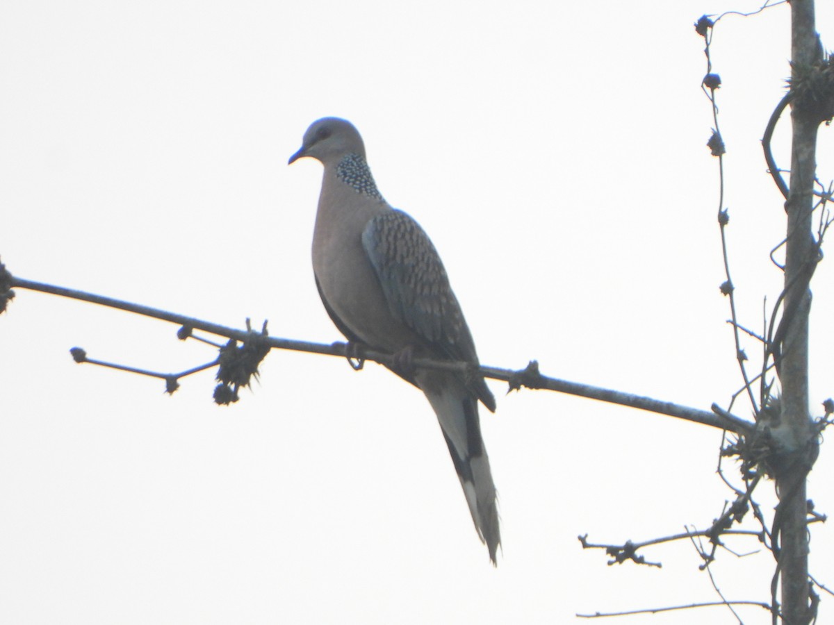 Spotted Dove - ML647069595