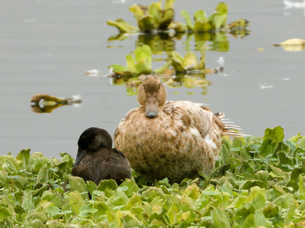 疣鼻棲鴨x綠頭鴨(雜交) - ML647069598