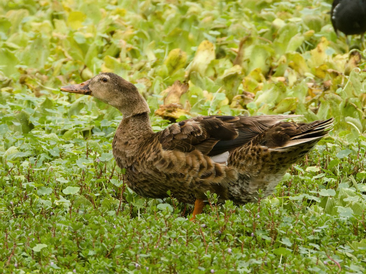疣鼻棲鴨x綠頭鴨(雜交) - ML647069599