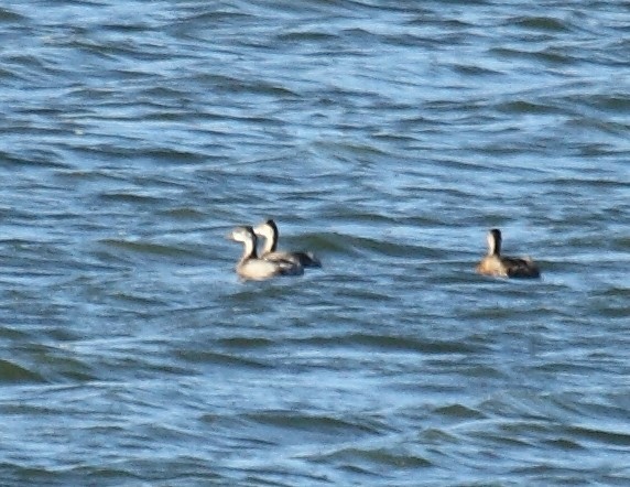 Schwarzhalstaucher - ML647069603