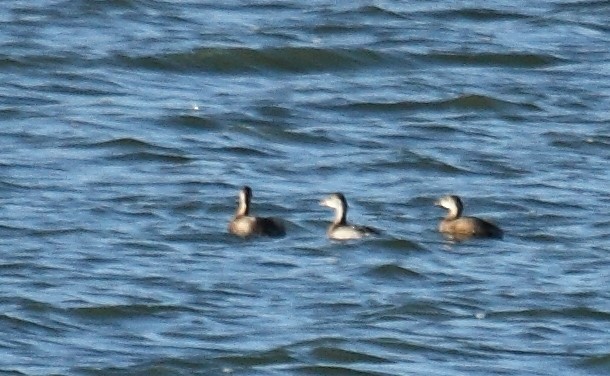 Schwarzhalstaucher - ML647069604