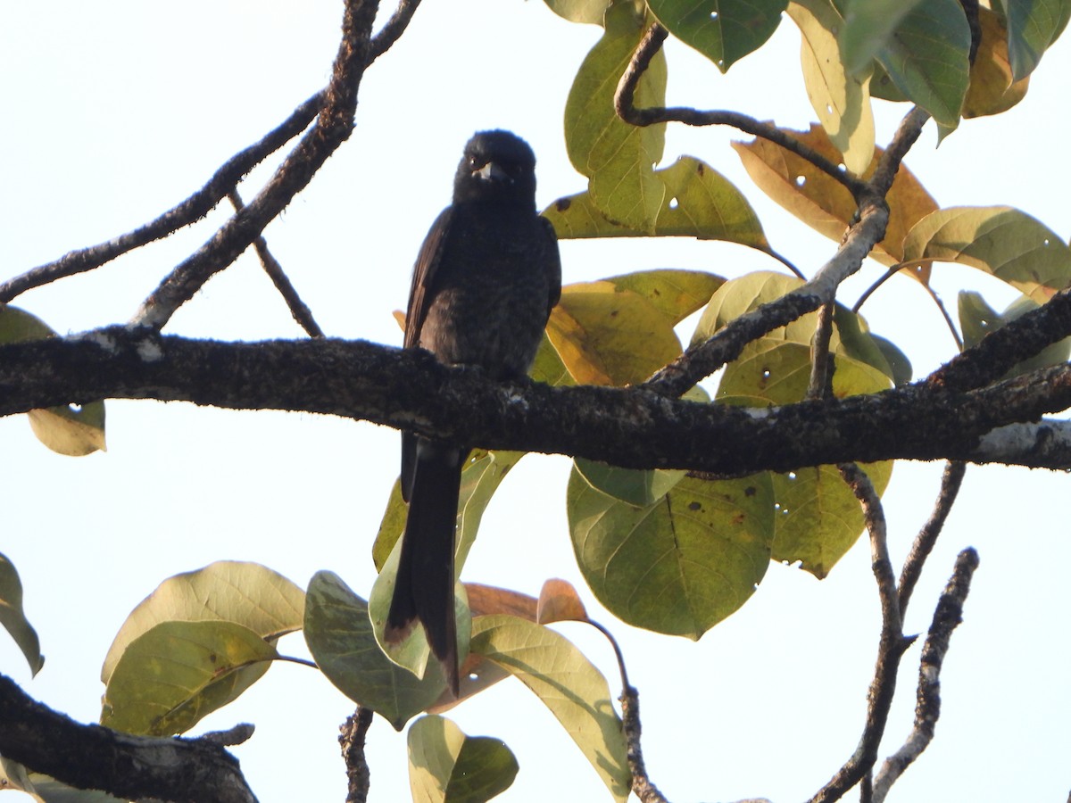 Black Drongo - ML647069605