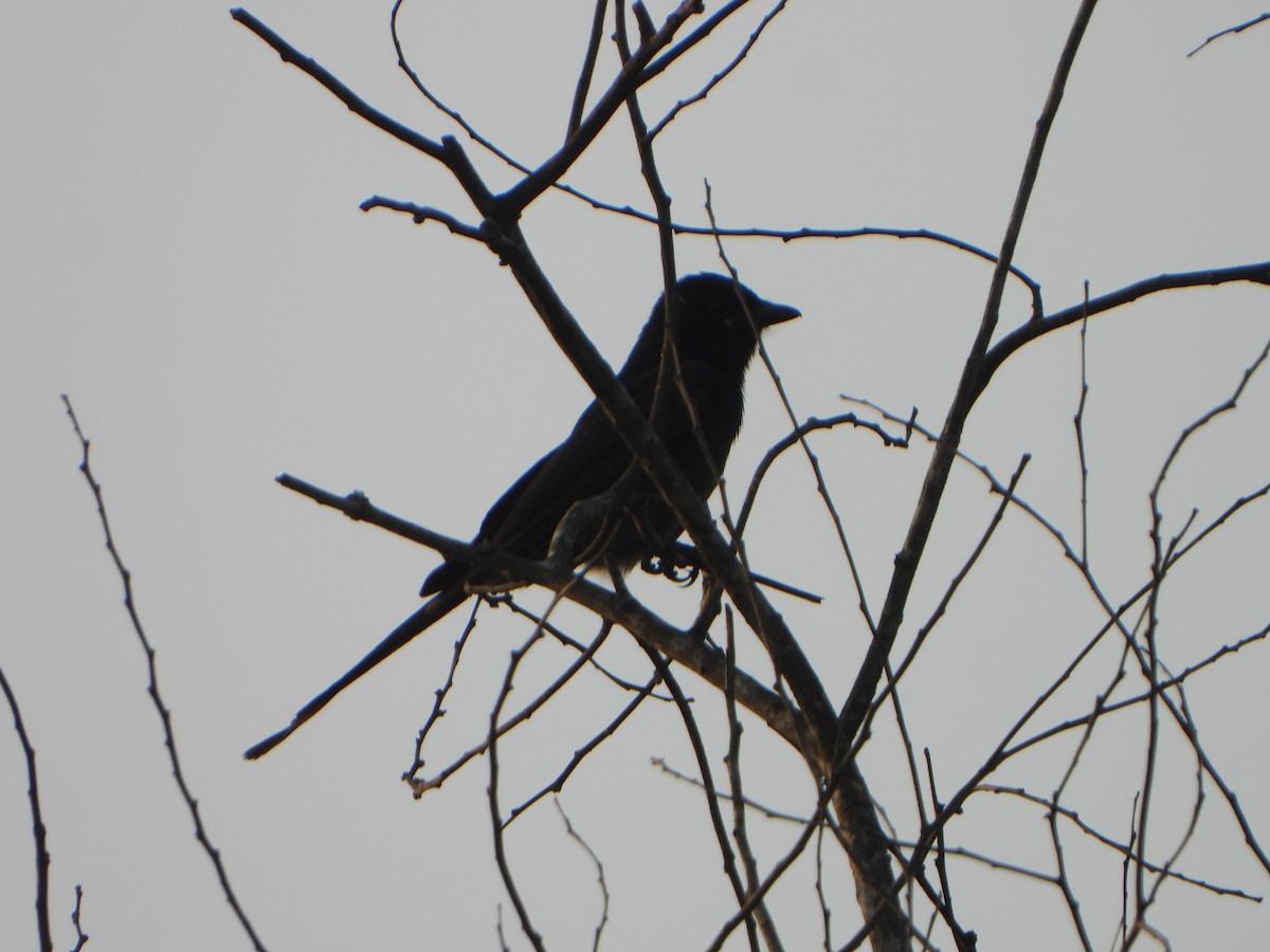 Black Drongo - ML647069606