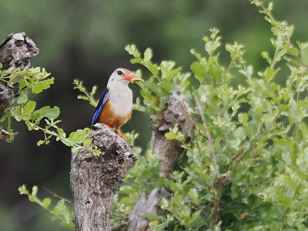Martin-chasseur à tête grise - ML647069607