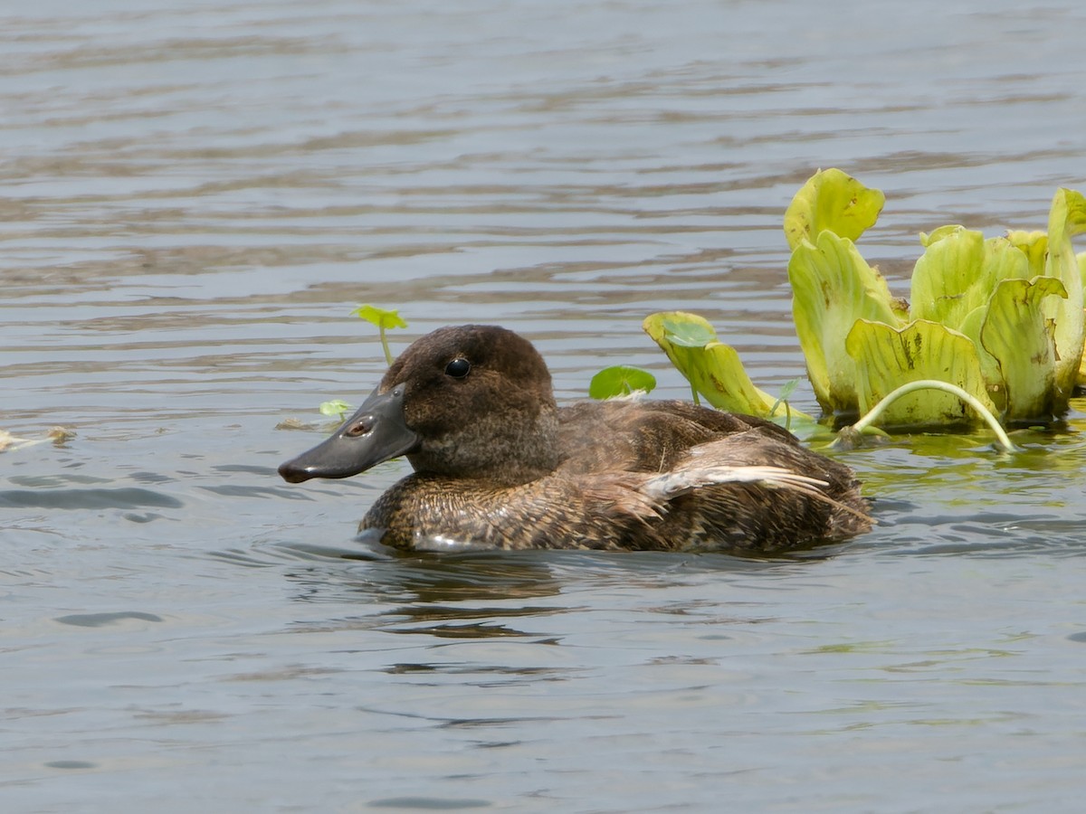 Andean Duck - ML647069610