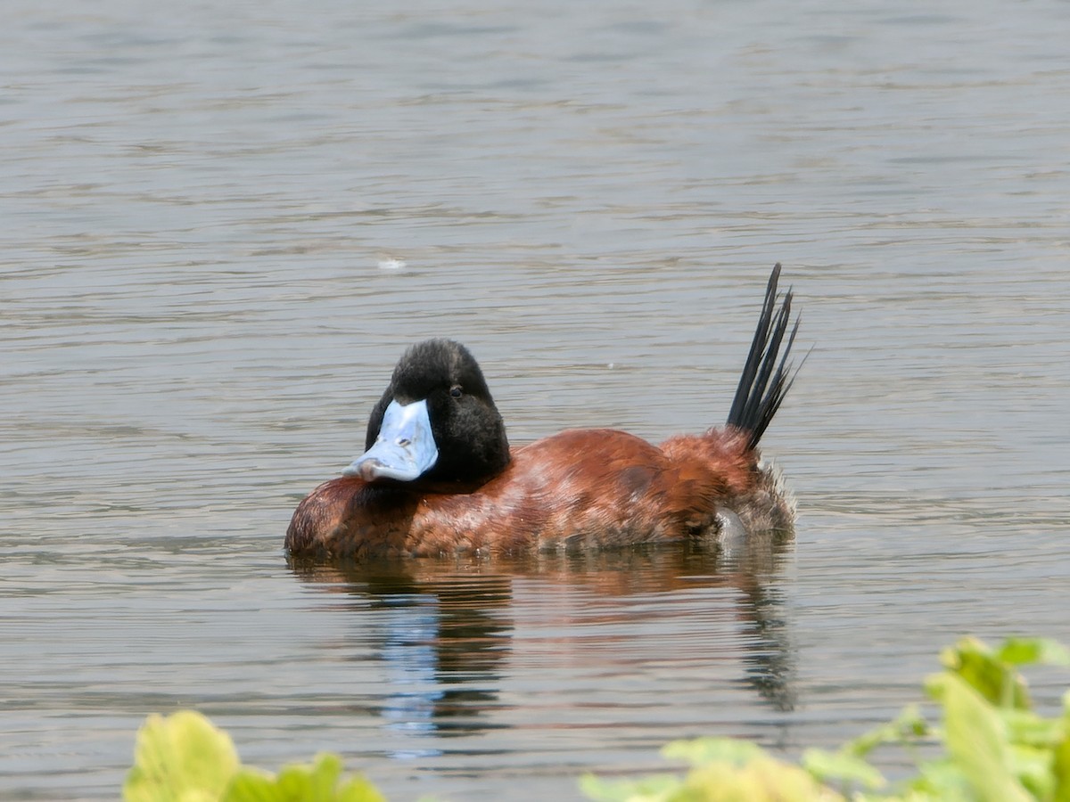 Andean Duck - ML647069611