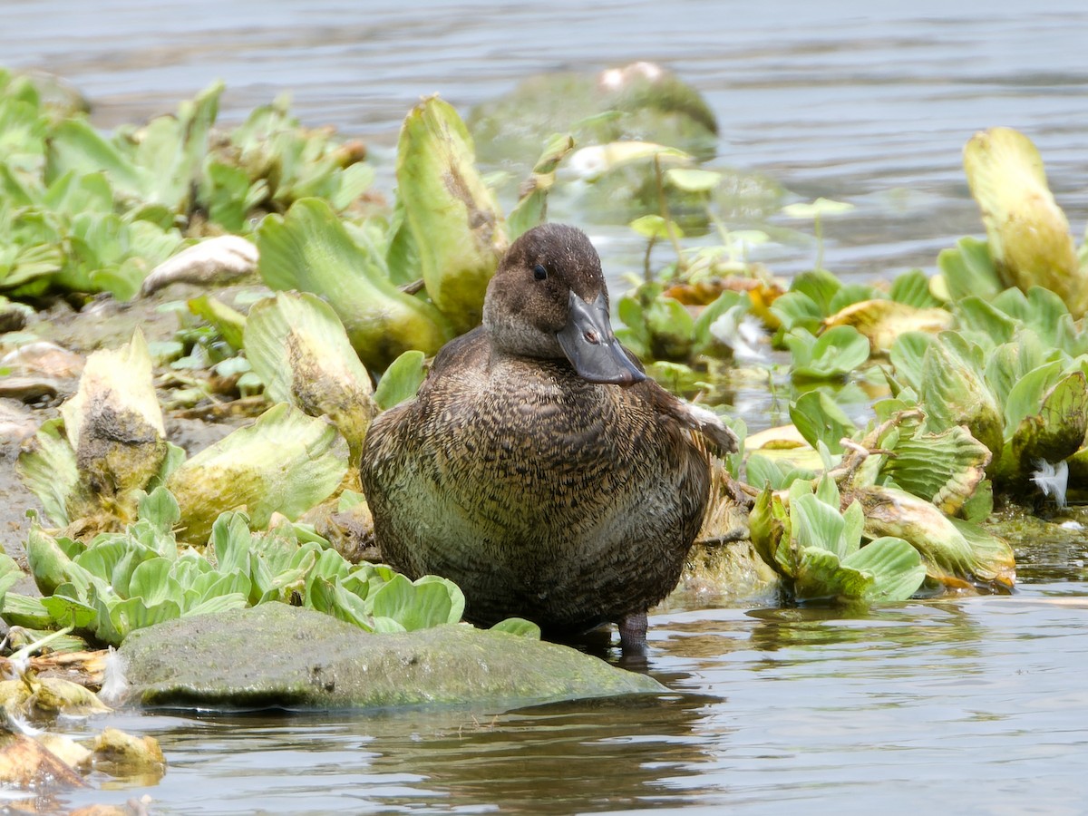 Andean Duck - ML647069612