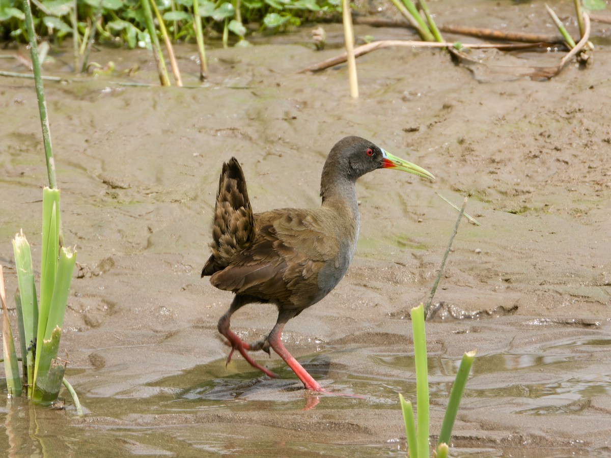Plumbeous Rail - ML647069616