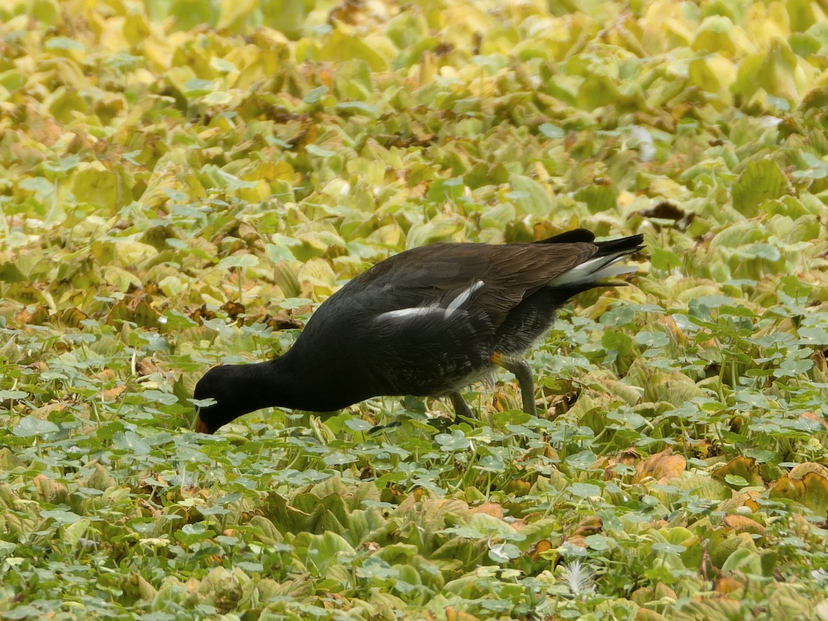 Common Gallinule - ML647069622