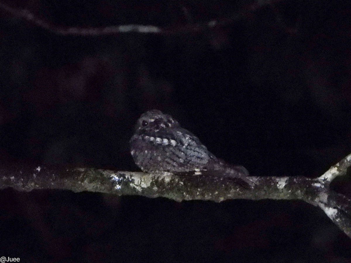 Jungle Nightjar - ML647069625