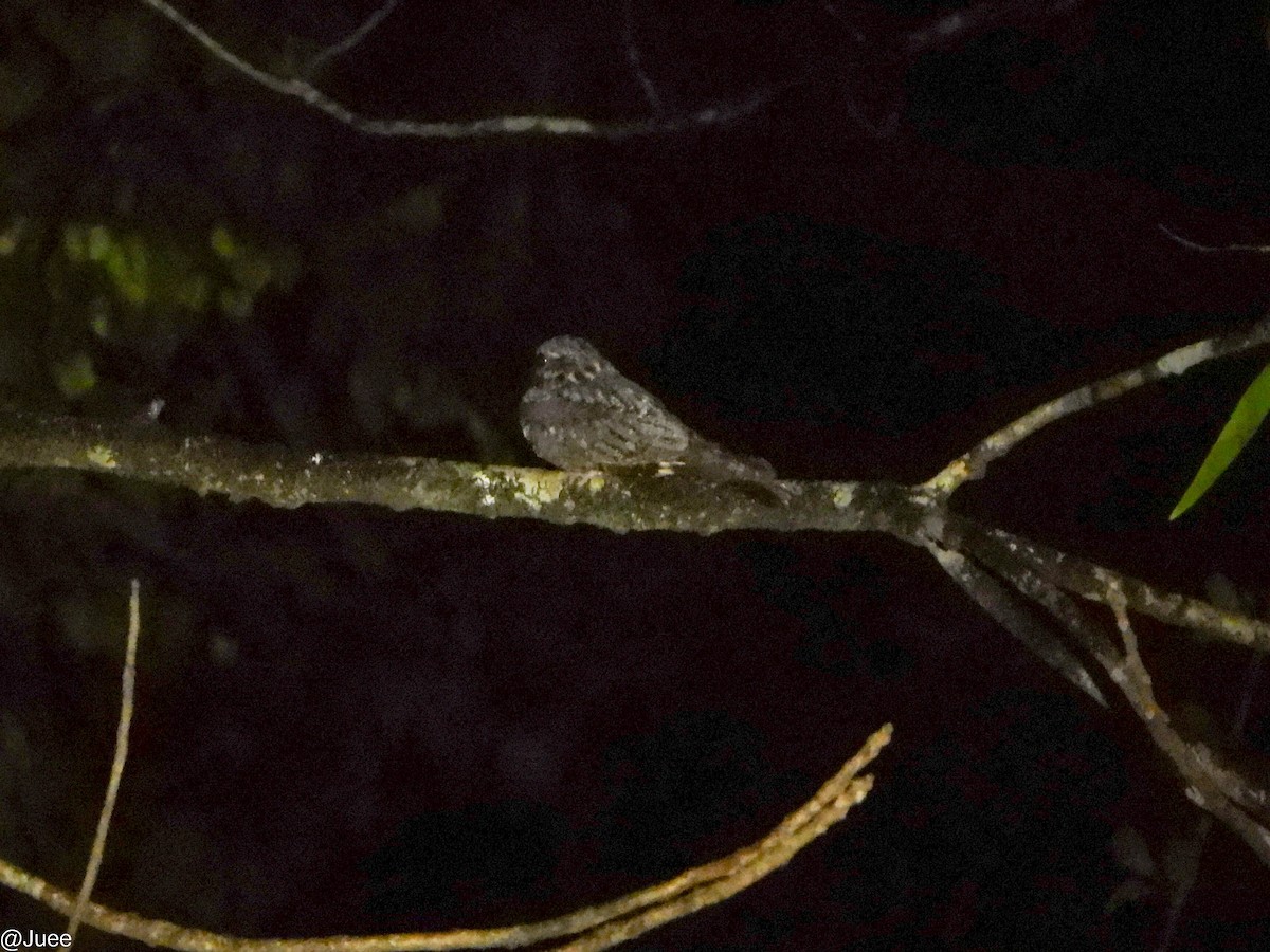 Jungle Nightjar - ML647069626