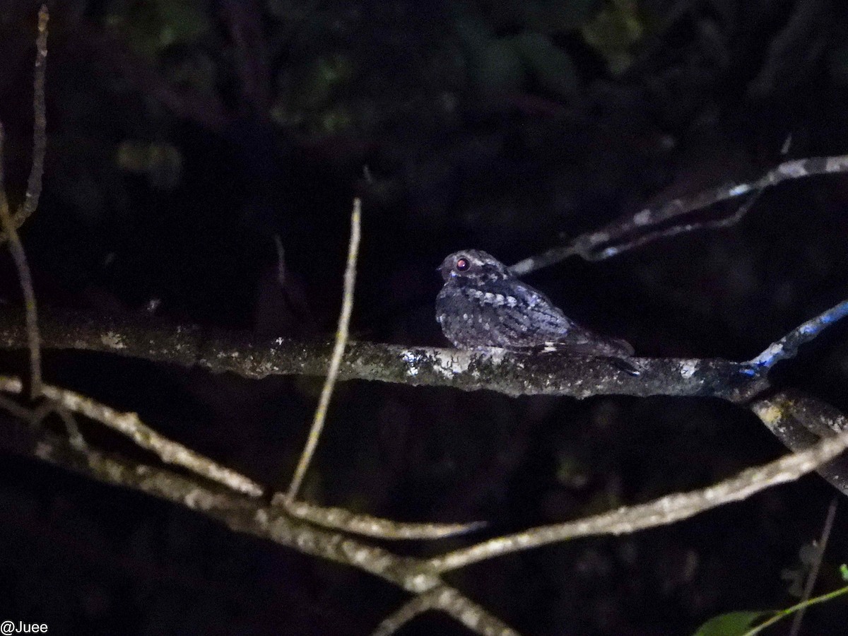 Jungle Nightjar - ML647069627