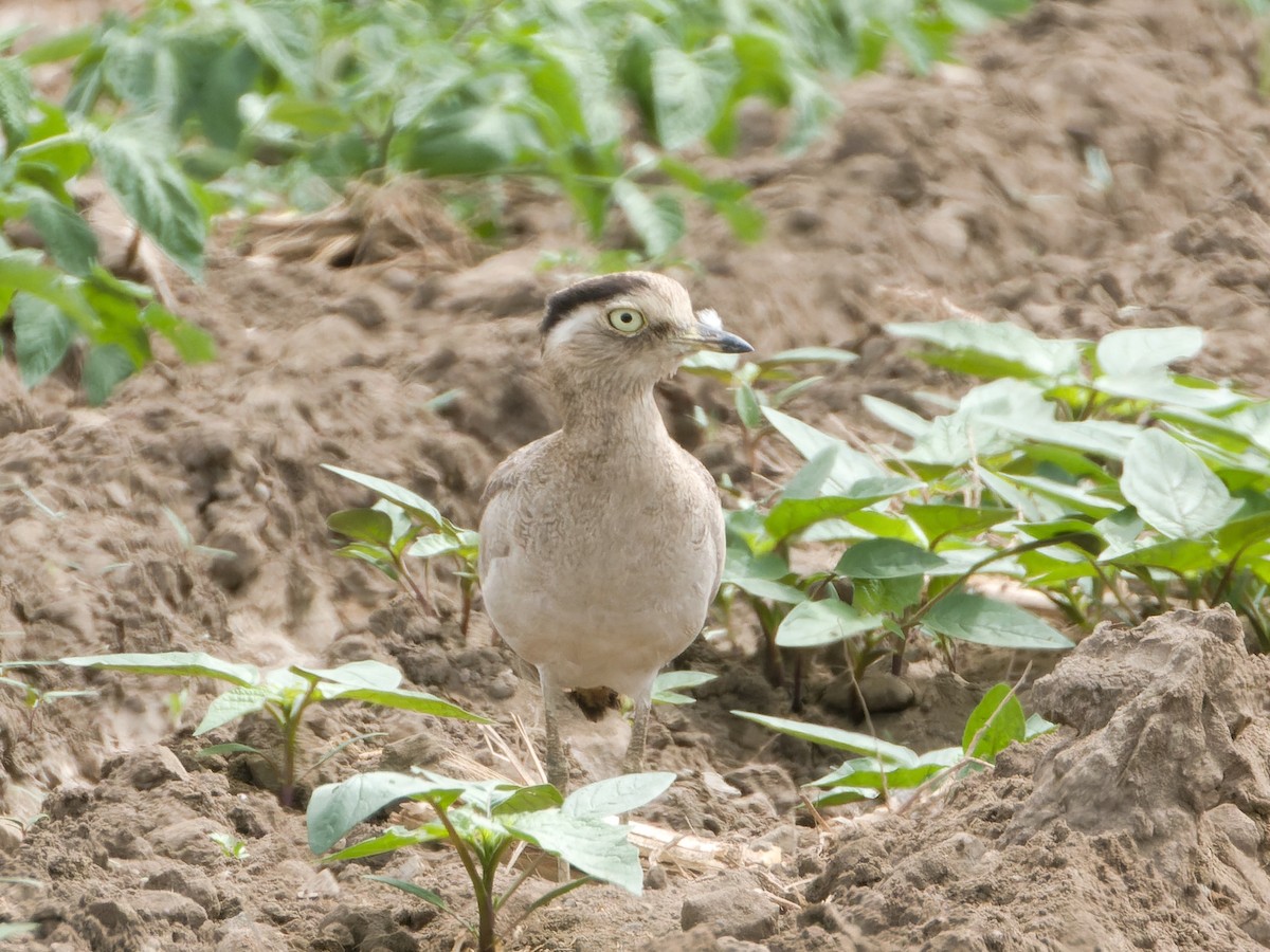 Peruvian Thick-knee - ML647069631