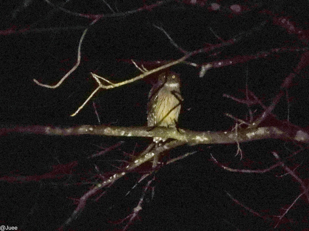 Brown Fish-Owl - ML647069637