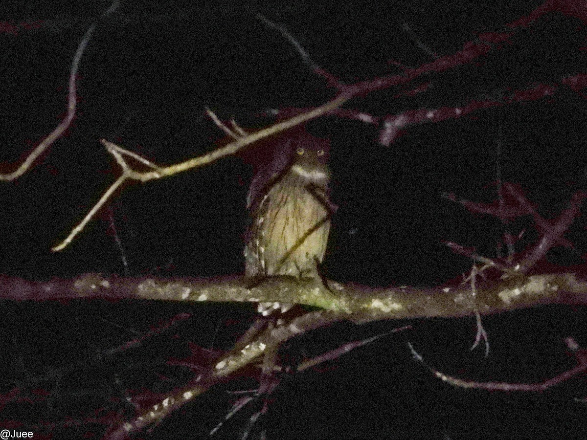 Brown Fish-Owl - ML647069638