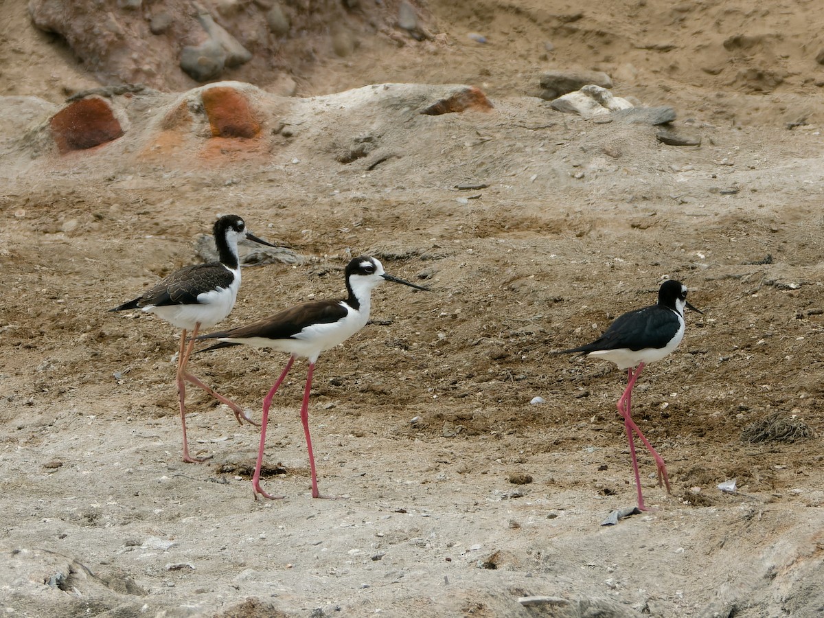 Black-necked Stilt - ML647069640