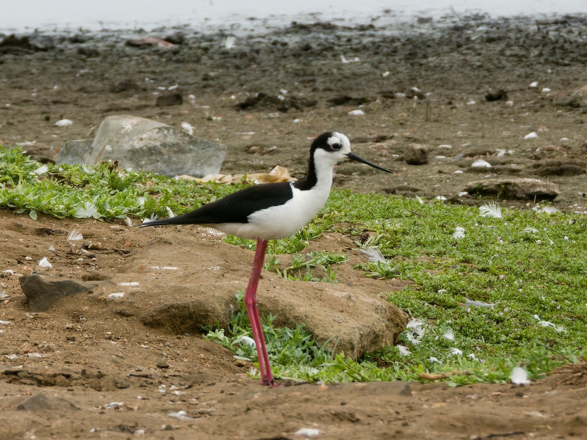 Black-necked Stilt (White-backed) - ML647069641
