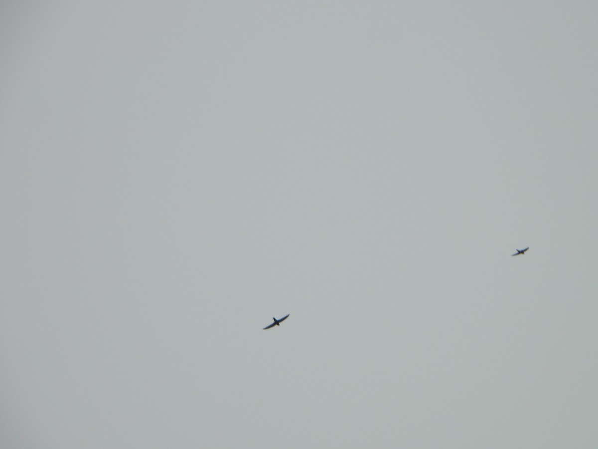 Little Swift - ML647069646