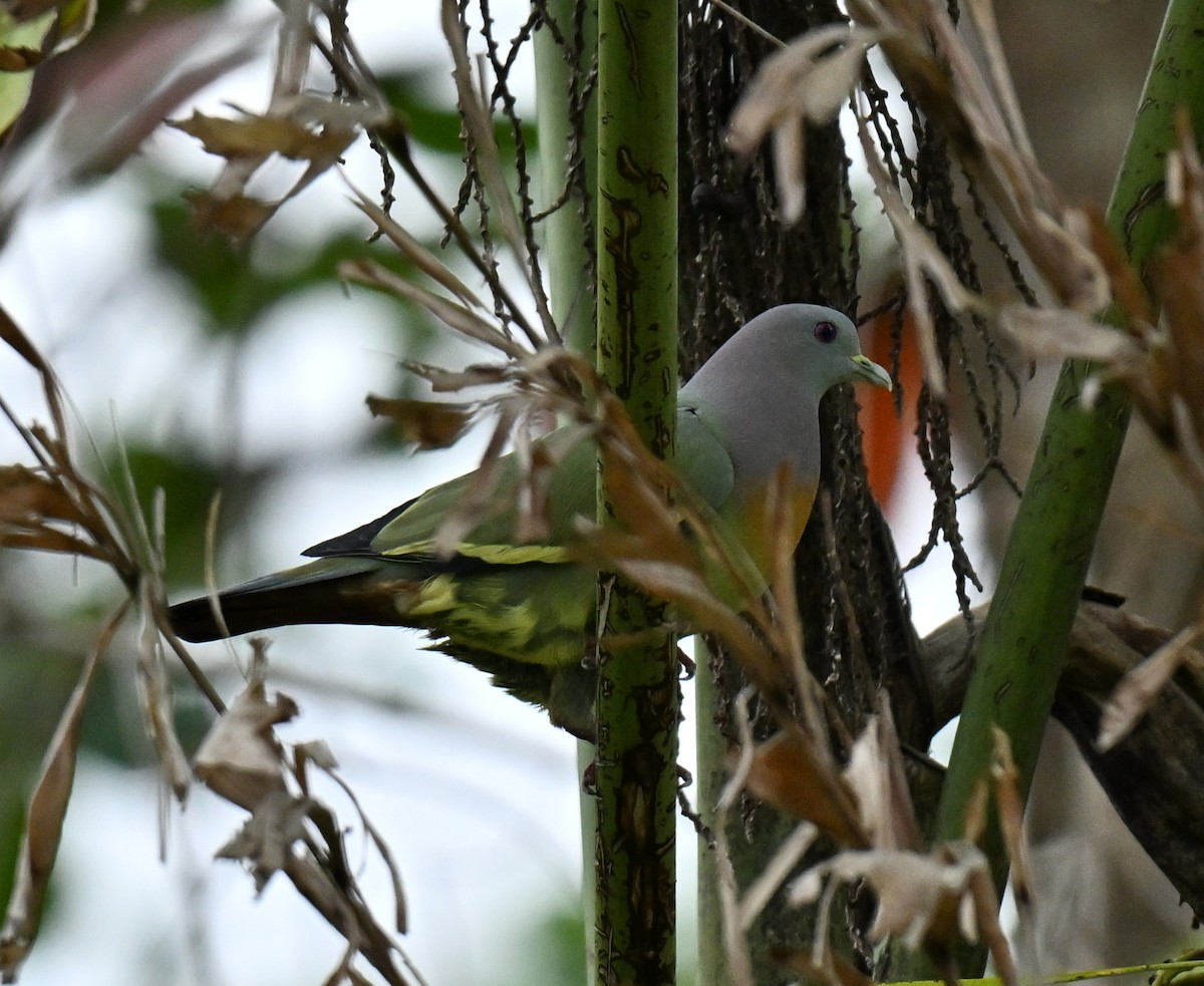 holub papouščí - ML647069649