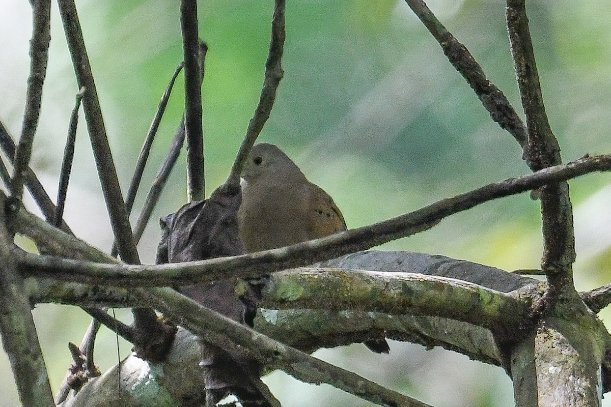 Plain-breasted Ground Dove - ML647069652