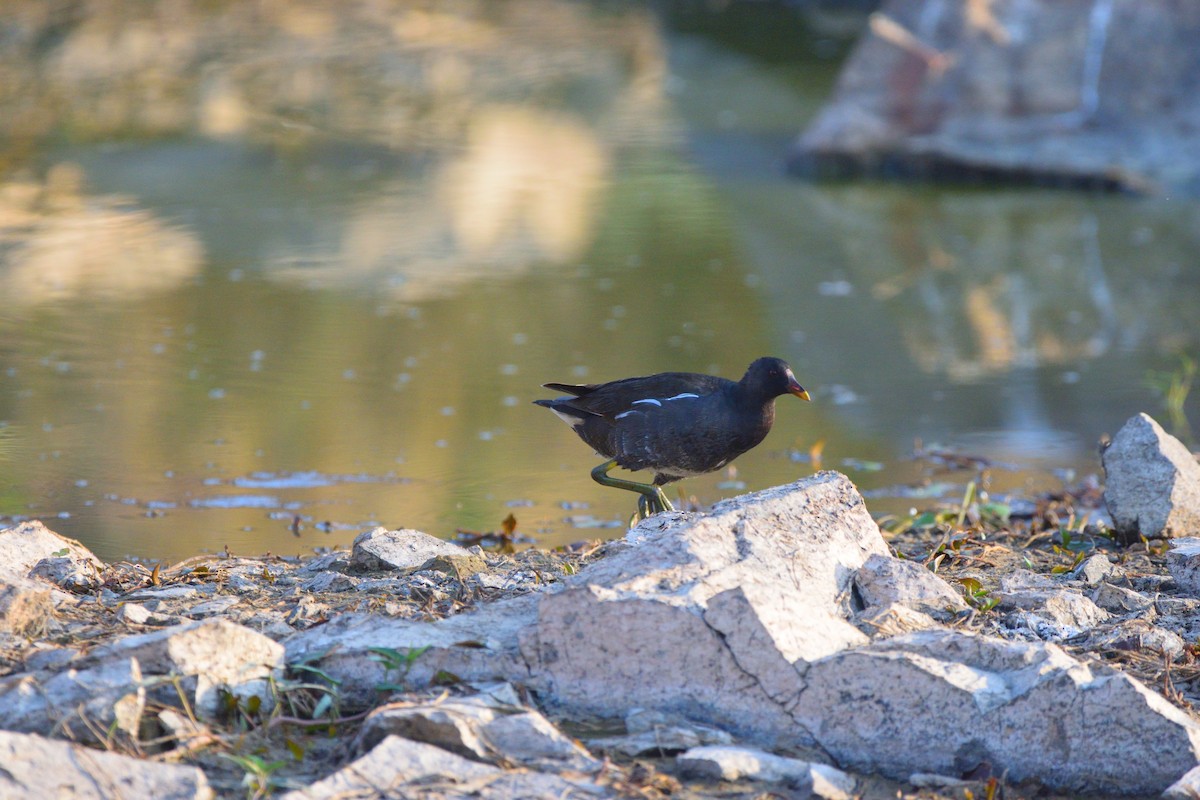 Eurasian Moorhen - ML647069653
