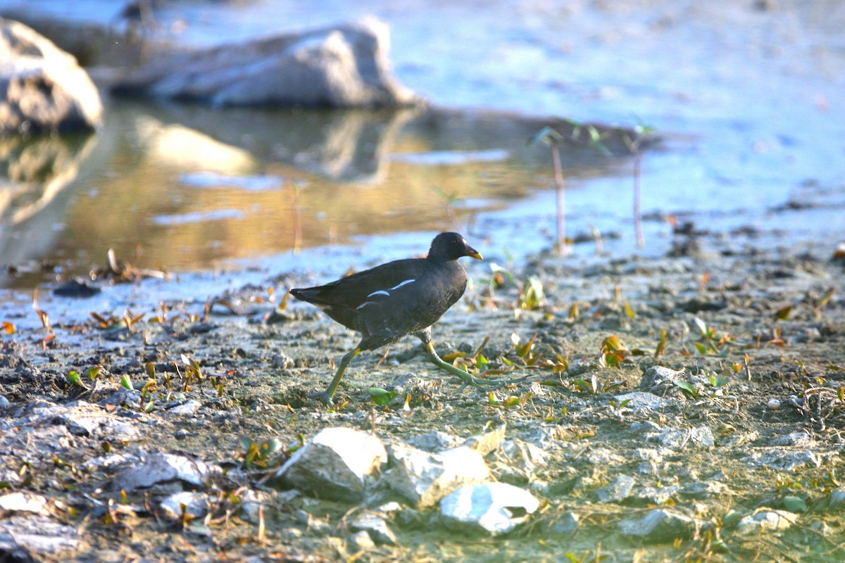 Eurasian Moorhen - ML647069654
