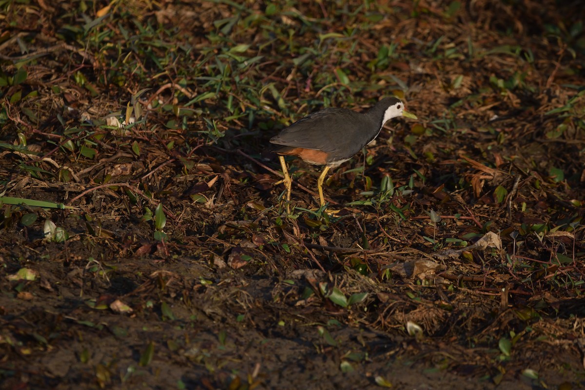 White-breasted Waterhen - ML647069656