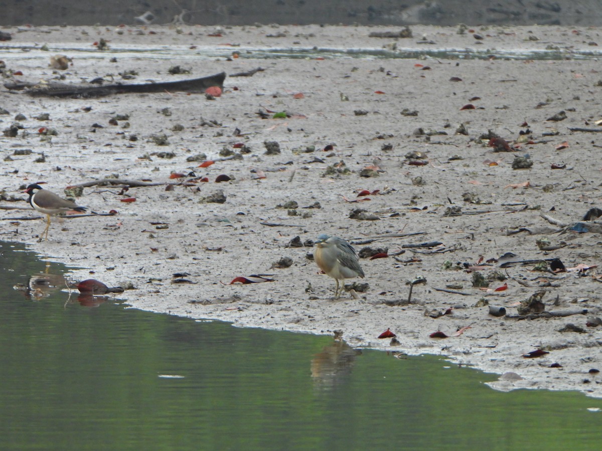 Red-wattled Lapwing - ML647069657